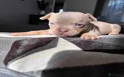 Mixed Breed dogs for sale: Frenchbulldog X pocket bully puppies - Image 2