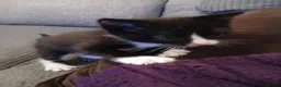 Ojos Azules cats for sale: Little guy in Maidstone - Advert 4