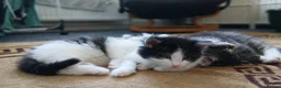 British Longhair cats for sale: British long haired kittens  - Advert 11
