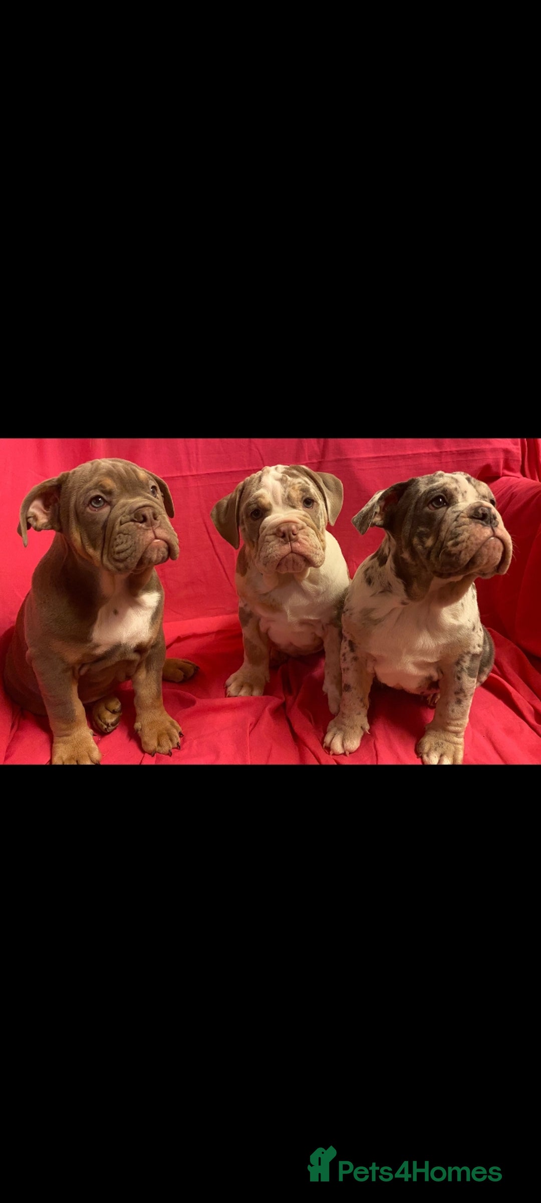 Mixed Breed dogs for sale: F1 olde English bulldog - Advert 25