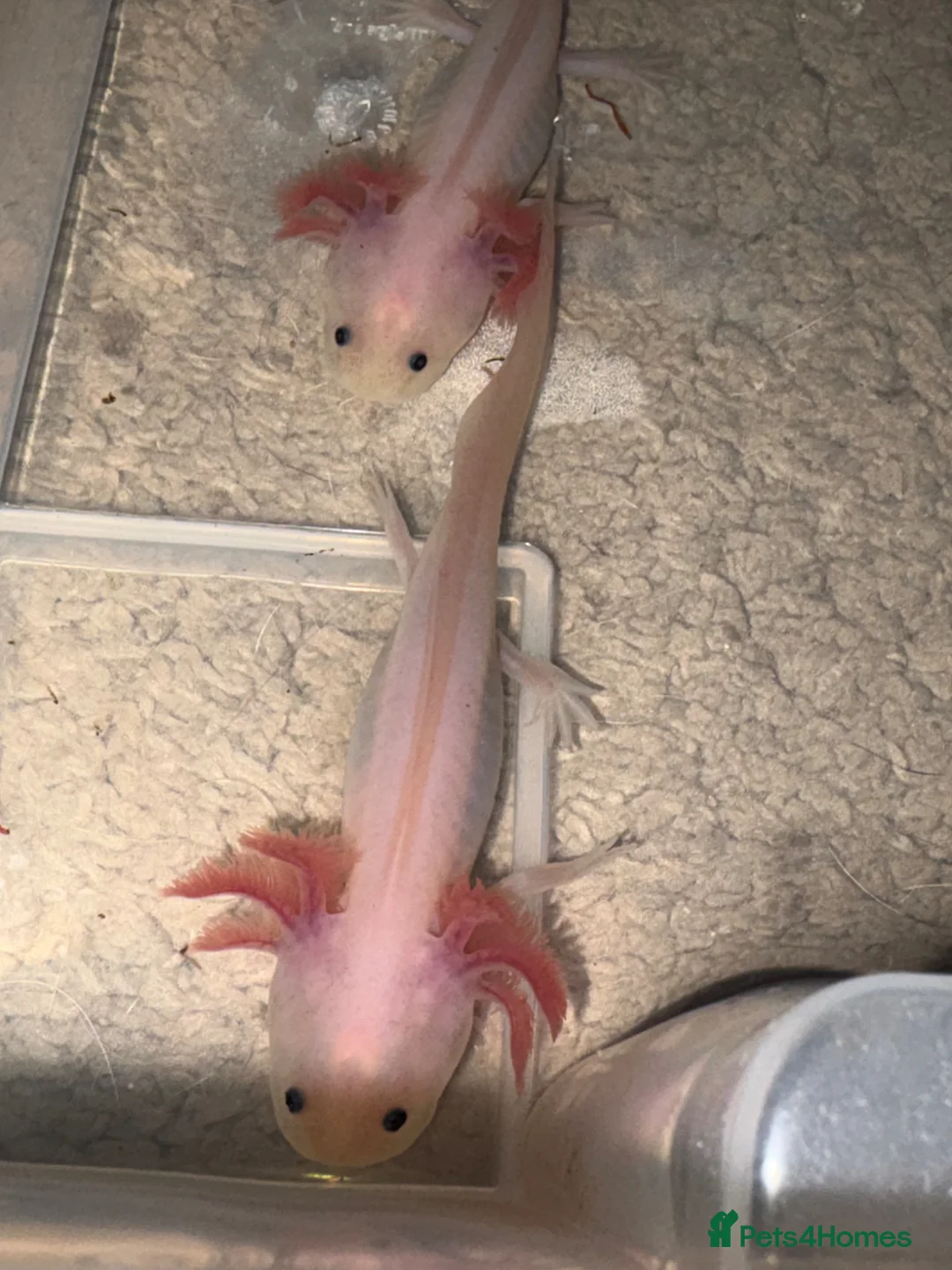 Axolotl reptiles for sale: Young axolotls for sale in Redhill - Advert 4