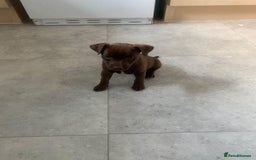 Patterjack dogs for sale: Outstanding litter of patterjack puppys for sales  - Image 11
