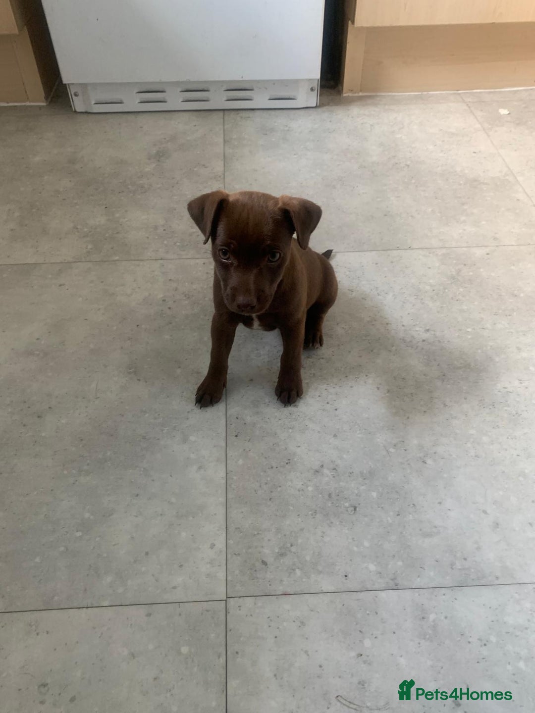 Patterjack dogs for sale: Outstanding litter of patterjack puppys for sales  - Image 11