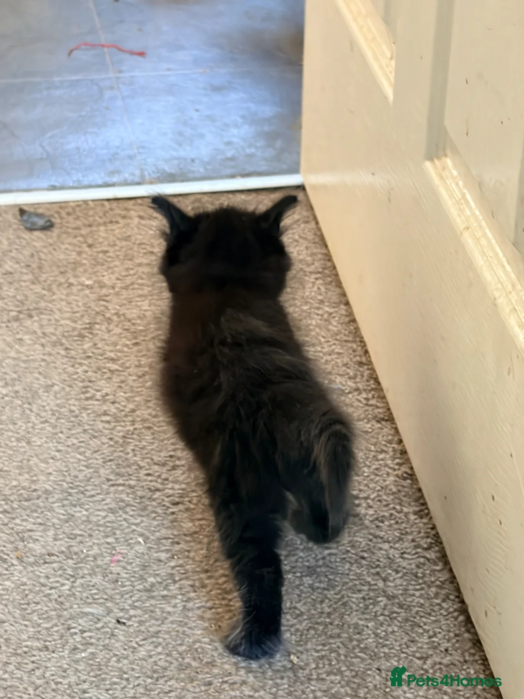 Russian Blue cats for sale: Gorgeous kittens  in Stoke-on-Trent - Advert 2