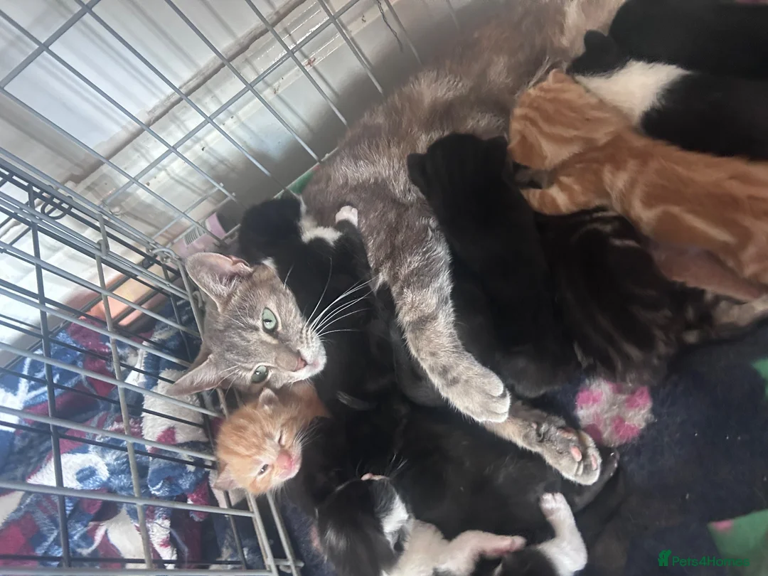 Mixed Breed cats for sale: 11 beautiful kittens for sale.  in Ashton-under-Lyne - Advert 8