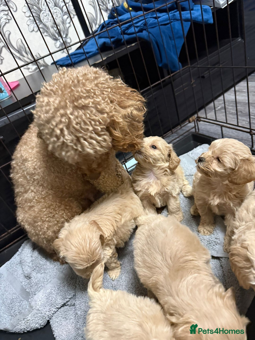 Maltipoo dogs for sale: Outstanding maltipoo - Advert 29