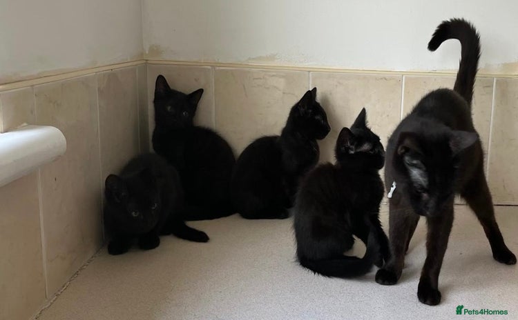 Mixed Breed cats - Advert 15