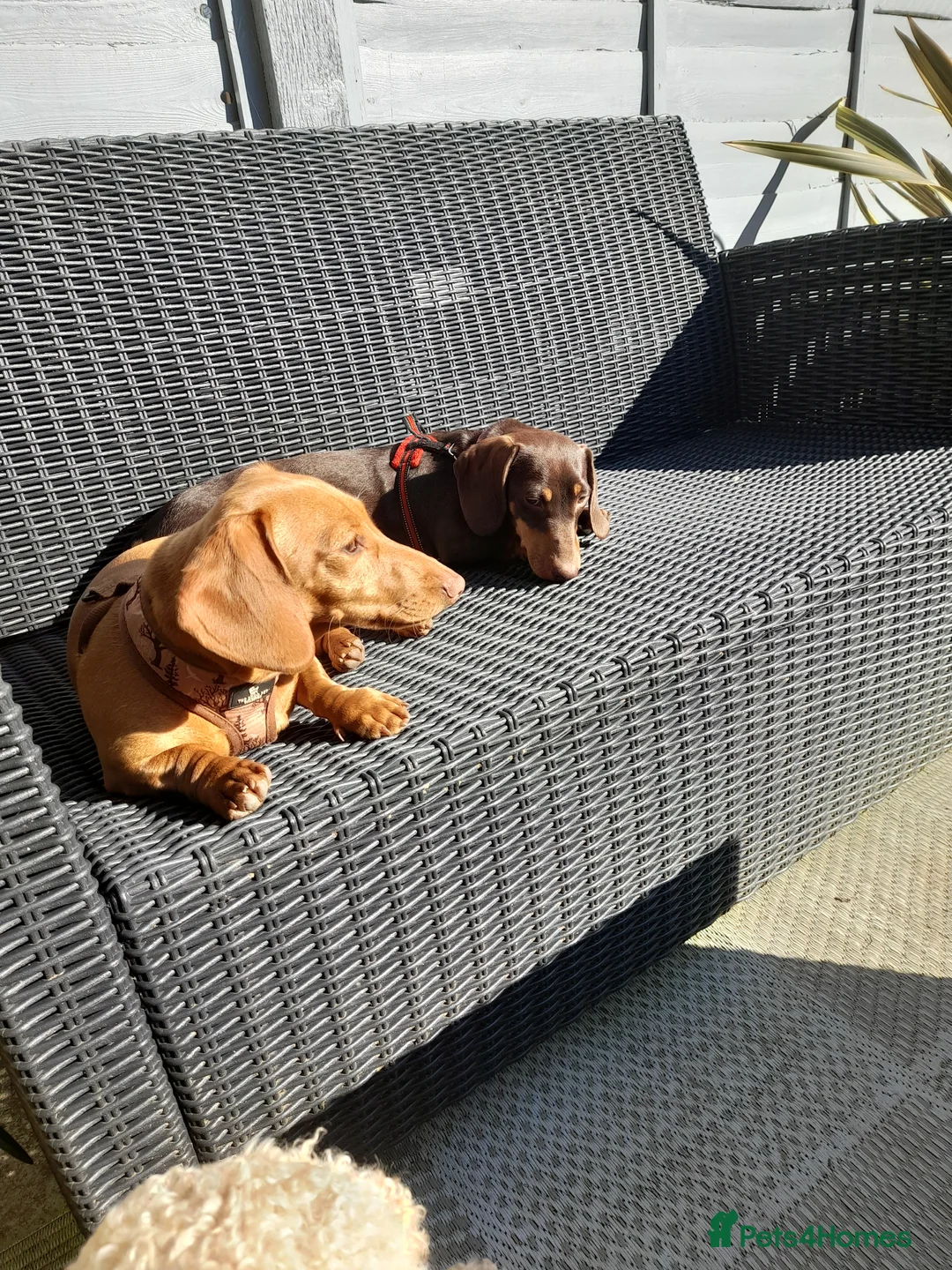 Miniature Dachshund dogs for sale: Two miniature dachshunds - Advert 8