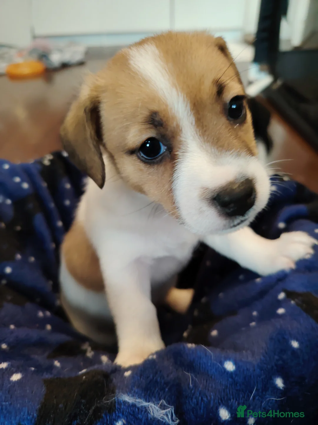 Jack Russell dogs for sale: Lovely jack Russell puppies - Advert 7