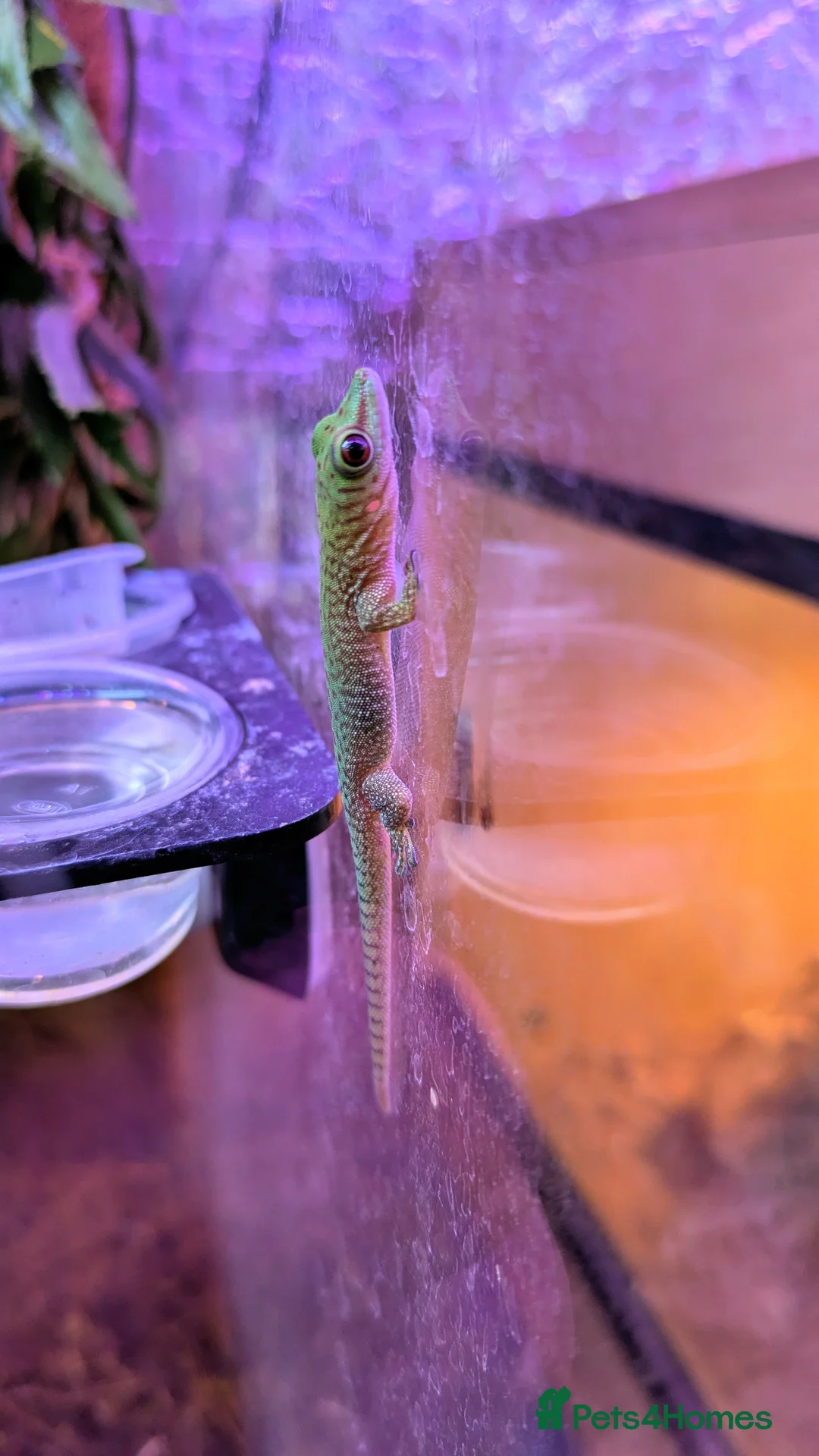 Gecko reptiles for sale: Baby Day Geckos 4 months old  - Advert 2
