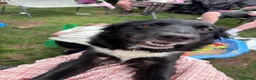 Border Collie dogs for sale: Border collie -Meena  in Telford - Advert 3