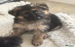 German Shepherd dogs for sale: Stunning long haired chunky German Shepard pups.  - Image 12