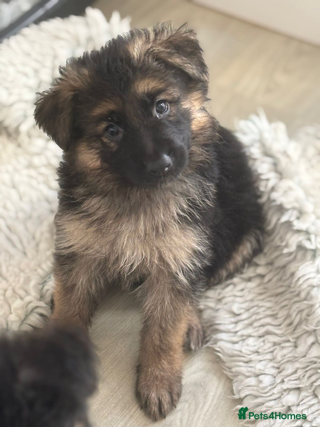 German Shepherd dogs for sale: Stunning long haired chunky German Shepard pups.  - Image 12