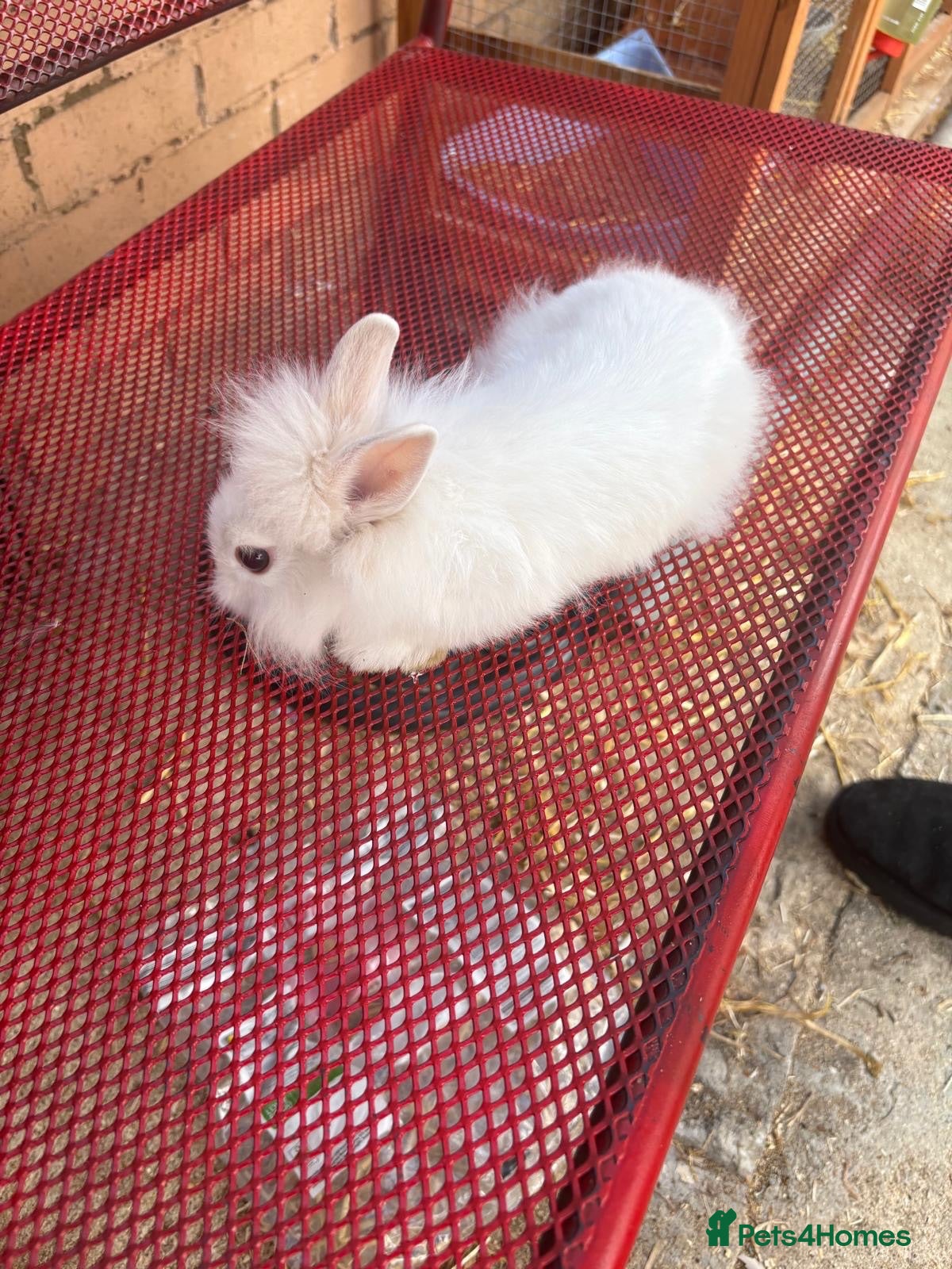 Lionhead rabbits 3 lion head bunnys for sale  - Advert 2