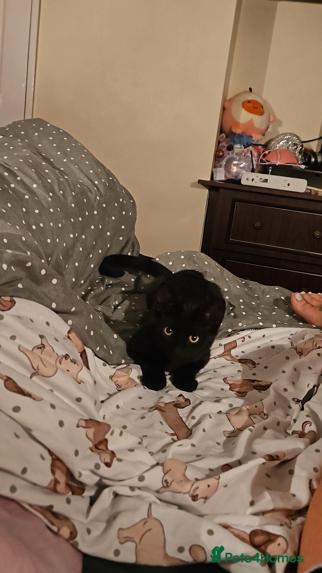 British Shorthair cats Black kitten  - Advert 2