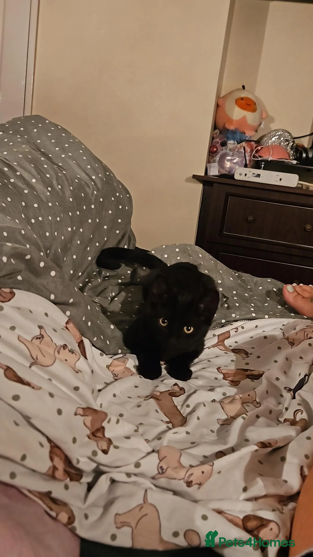 British Shorthair cats for sale: Black kitten  - Advert 1