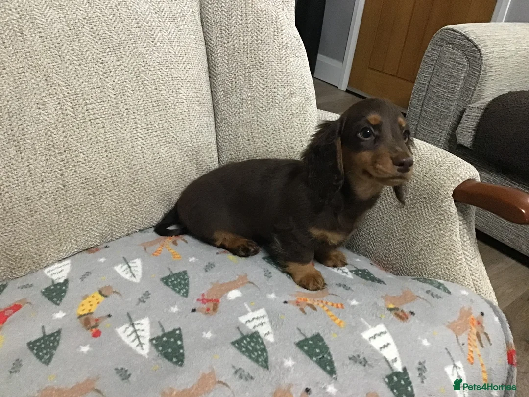 Miniature Dachshund dogs for sale: Mini Daxies true to type - Advert 2