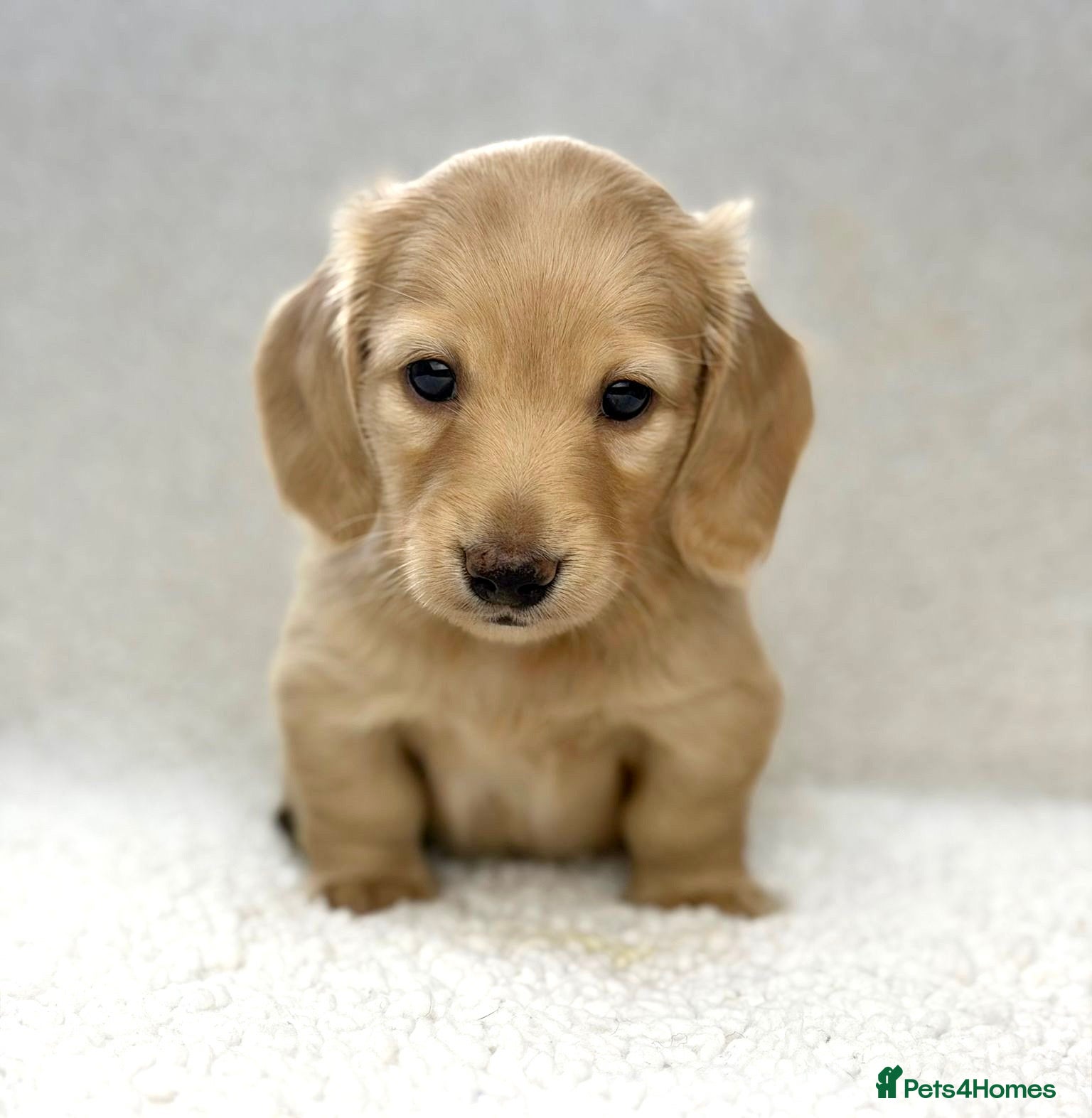 Miniature Dachshund dogs 𝕃𝕠𝕟𝕘 𝕙𝕒𝕚𝕣𝕖𝕕 𝕞𝕚𝕟𝕚 𝕕𝕒𝕔𝕙𝕤𝕙𝕦𝕟𝕕 - Advert 1