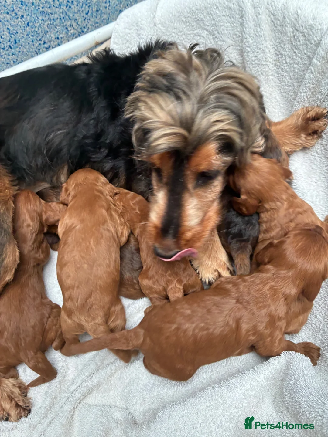 Cockapoo dogs for sale: F1 Cockapoo Puppies Available - Advert 2
