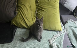 Maine Coon cats for sale: Maine Coon Kittens ready to leave home  - Image 20