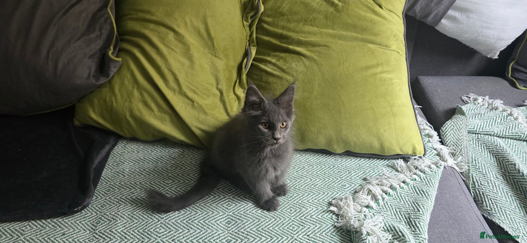 Maine Coon cats for sale: Maine Coon Kittens ready to leave home  - Image 20
