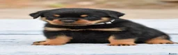 Rottweiler dogs for sale: Phenomenal old fashioned, health tested parents - Advert 12