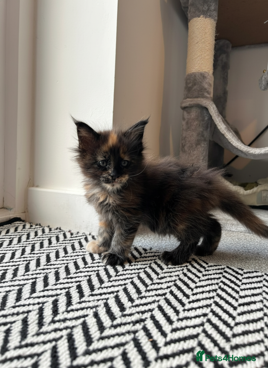 Maine Coon cats Litter of 3 beautiful Maine coon kittens - Advert 8
