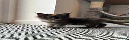Maine Coon cats for sale: Last black torbie female available  - Advert 1