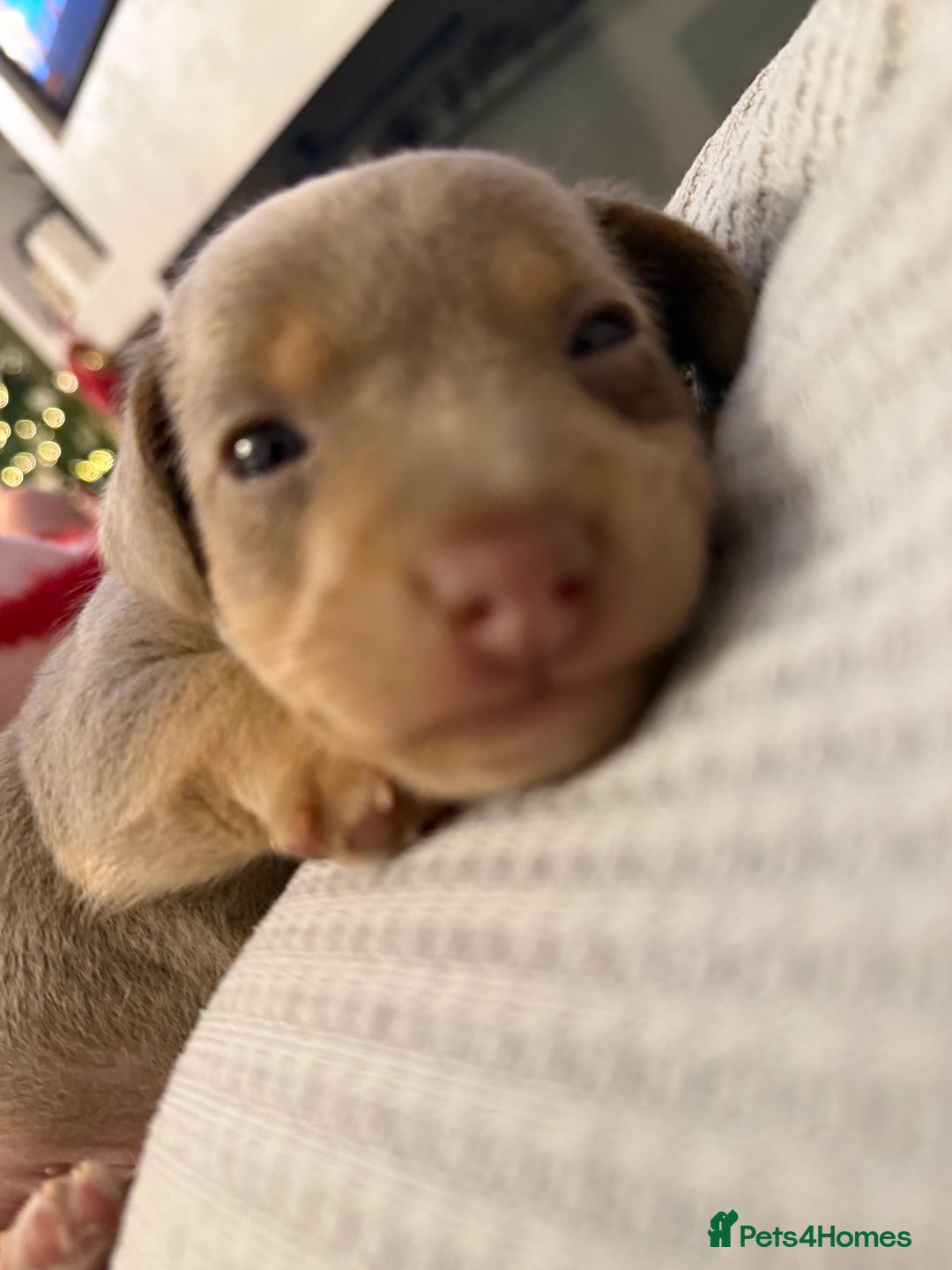 Jack Russell dogs for sale: Beautiful miniature lilac and tan boy  - Advert 5