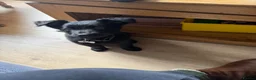Mixed Breed dogs for sale: Remus  in Market Harborough - Advert 2
