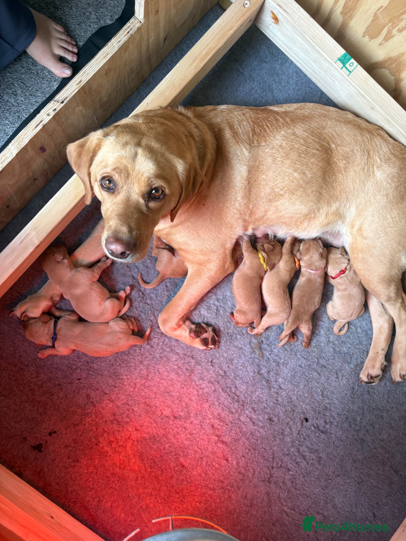 Labrador Retriever dogs Stunning Fox Red & Yellow Labrador puppies - Advert 16