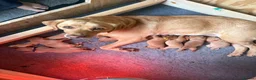 Labrador Retriever dogs for sale: Stunning Fox Red & Yellow Labrador puppies - Advert 1