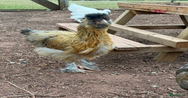 Chickens poultry - Advert 9