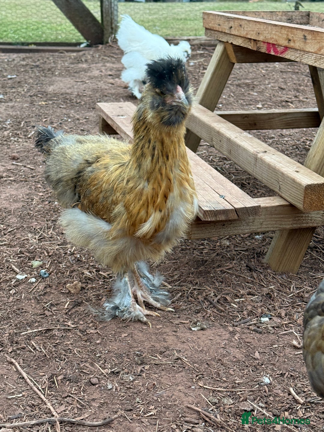 Chickens poultry for sale: Chickens needing home - Image 3