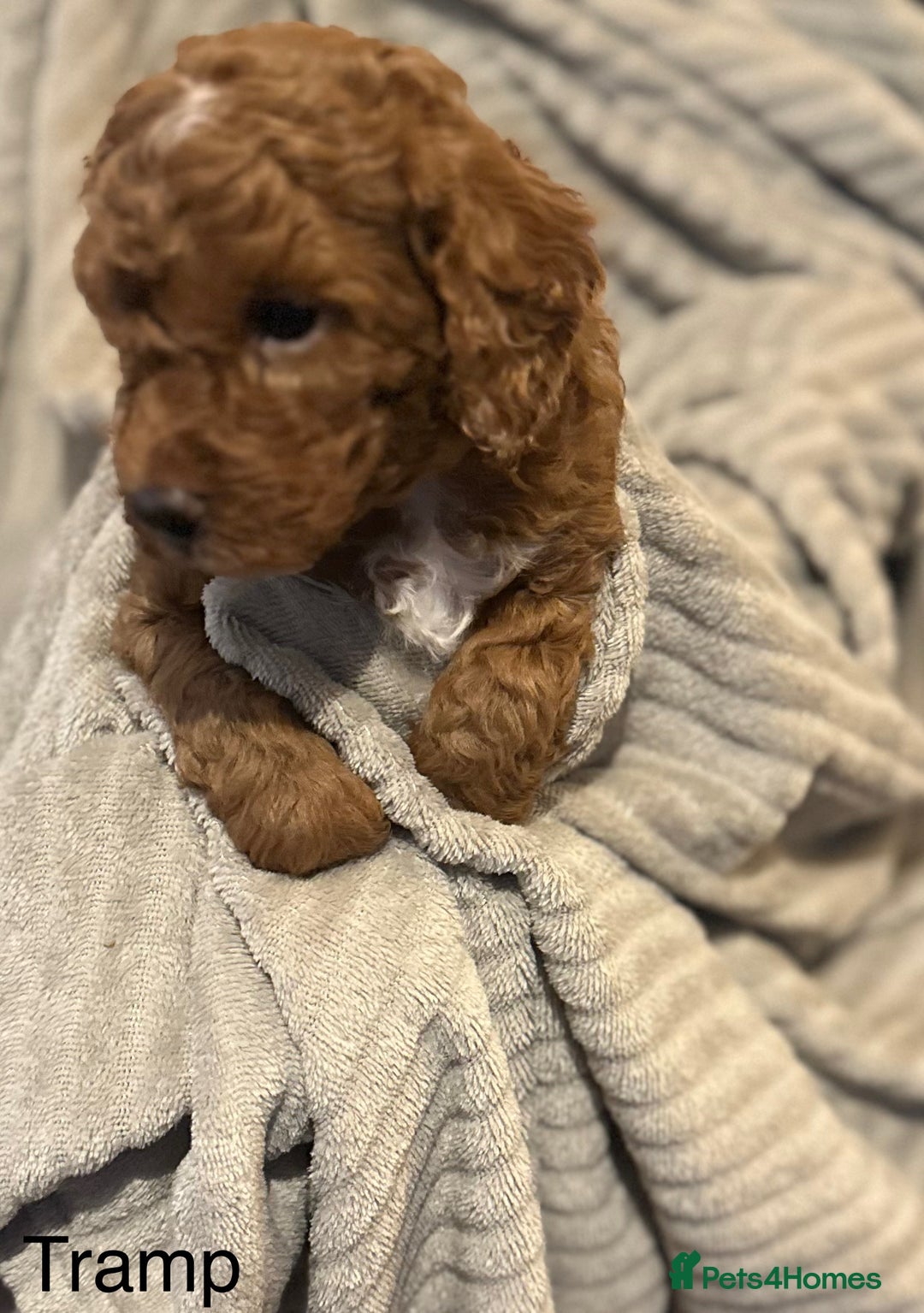 Cavapoo dogs for sale: 1 boy left! Ready 11th December Red F1BB Cavapoo   - Advert 7