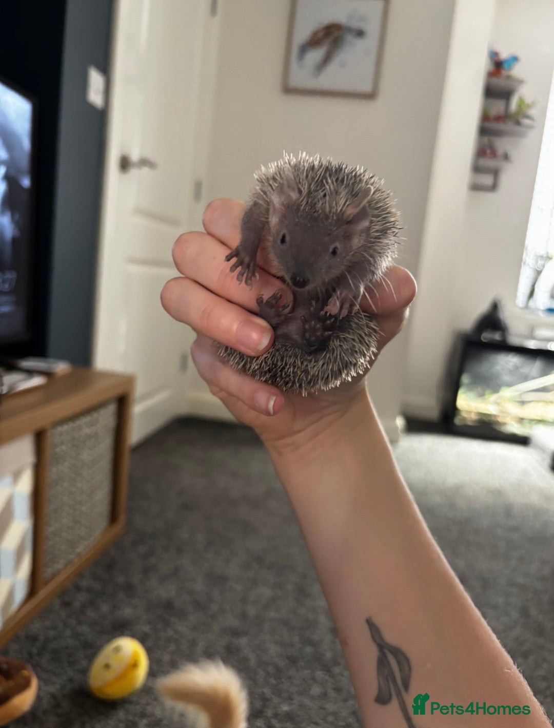 Mixed Breed rodents for sale: Lesser hedgehog tenrec - Advert 4
