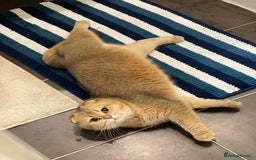 Scottish Fold cats for sale: Scottish fold for adoption. - Image 4