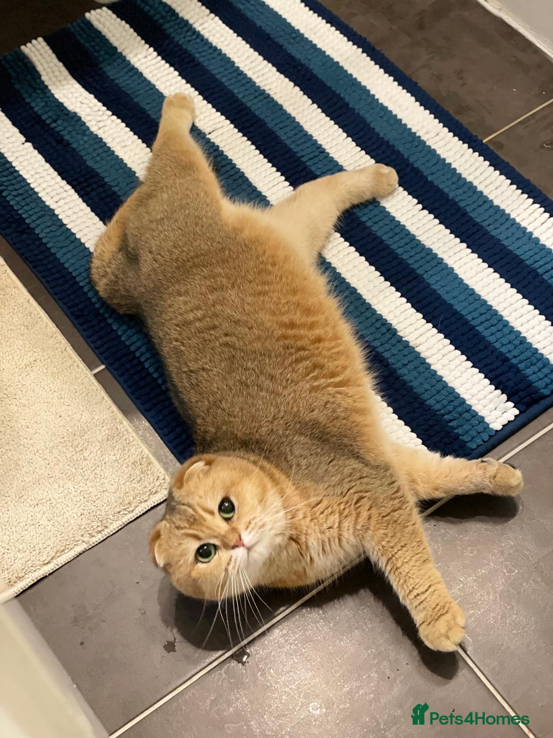 Scottish Fold cats for sale: Scottish fold for adoption. - Image 4