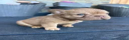 French Bulldog dogs for sale: Fluffy Frenchies  - Advert 9