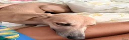 Whippet dogs for sale: Whippet x greyhound  - Advert 4