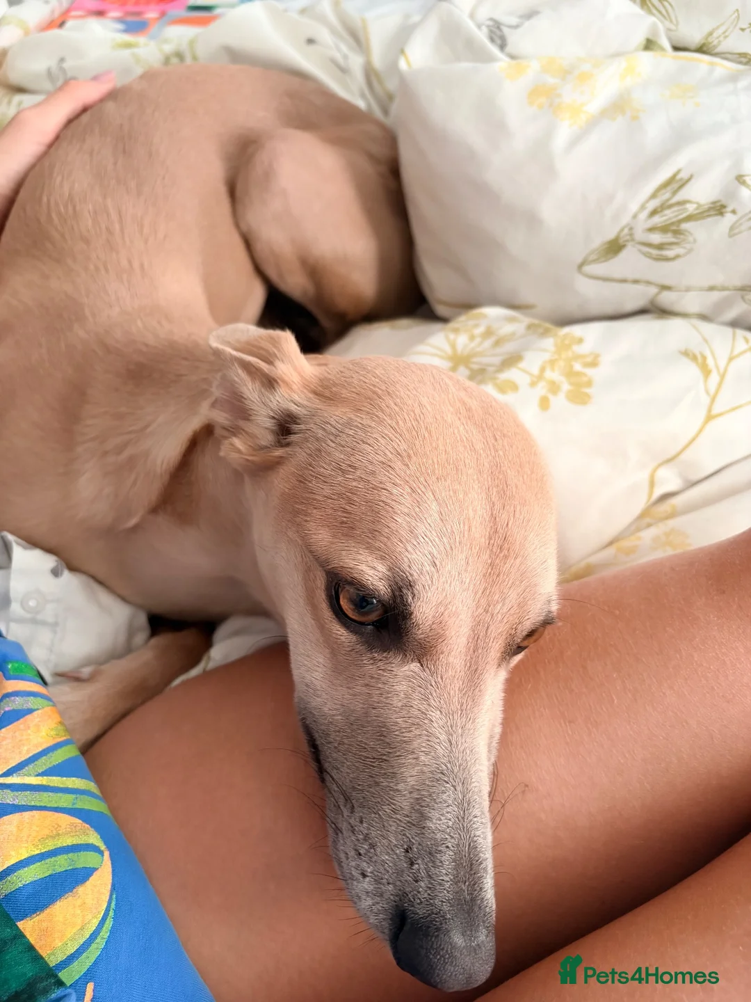 Whippet dogs for sale: Whippet x greyhound  - Advert 4