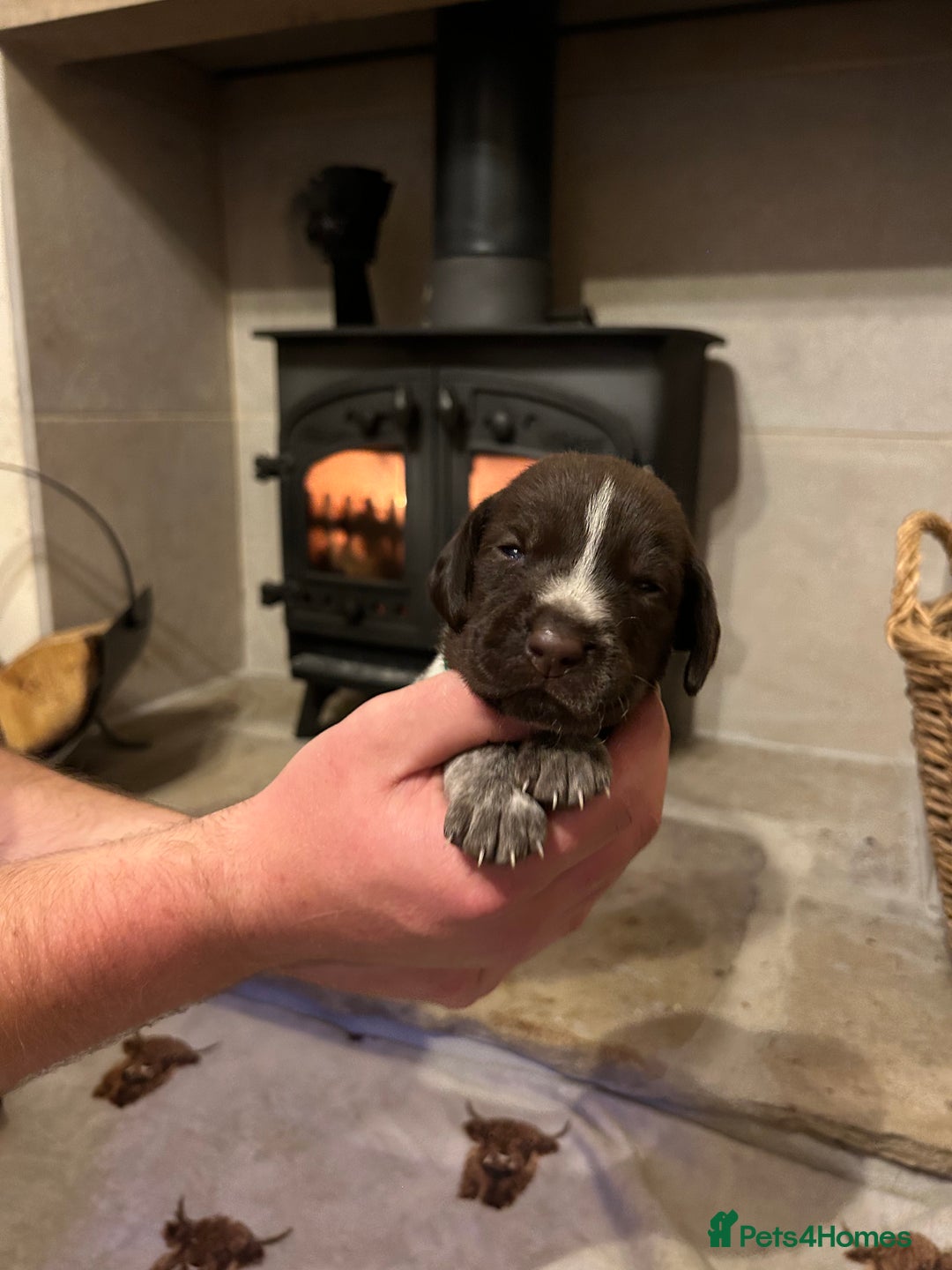 Mixed Breed dogs for sale: German wirehaired pointer x German wirehaired/Lab - Image 9