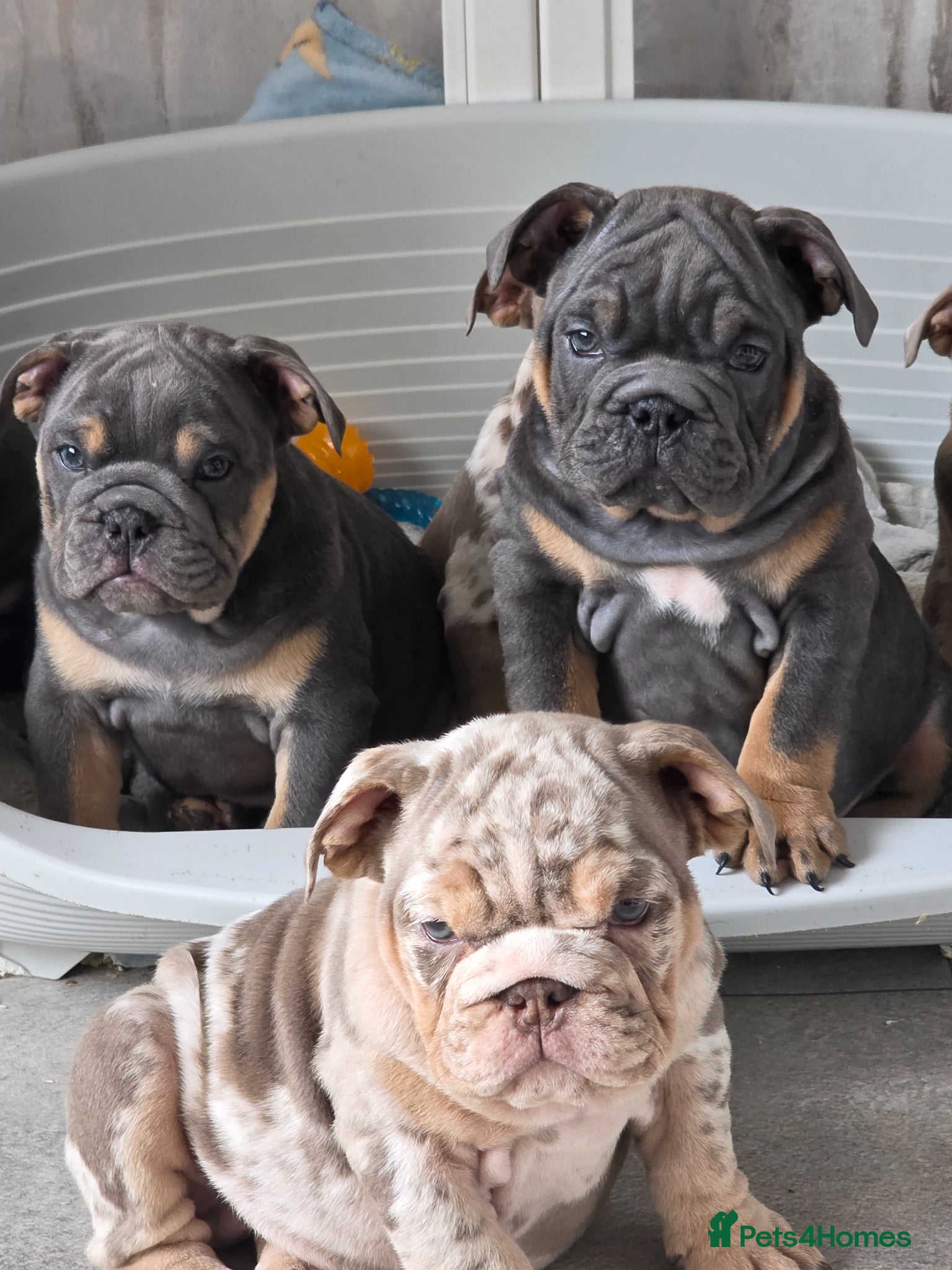 English Bulldog dogs british bulldog pups ready now  - Advert 9