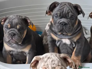 English Bulldog dogs british bulldog pups ready now - Advert 9