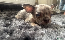 French Bulldog dogs for sale: French bulldogs - Image 5