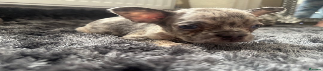 French Bulldog Puppy 5