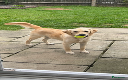 Golden Retriever dogs for sale: 8 month old Puppy looking for a Special Home  - Image 2