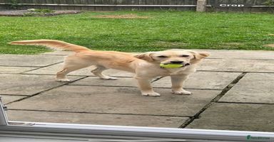 Golden Retriever dogs - Advert 4
