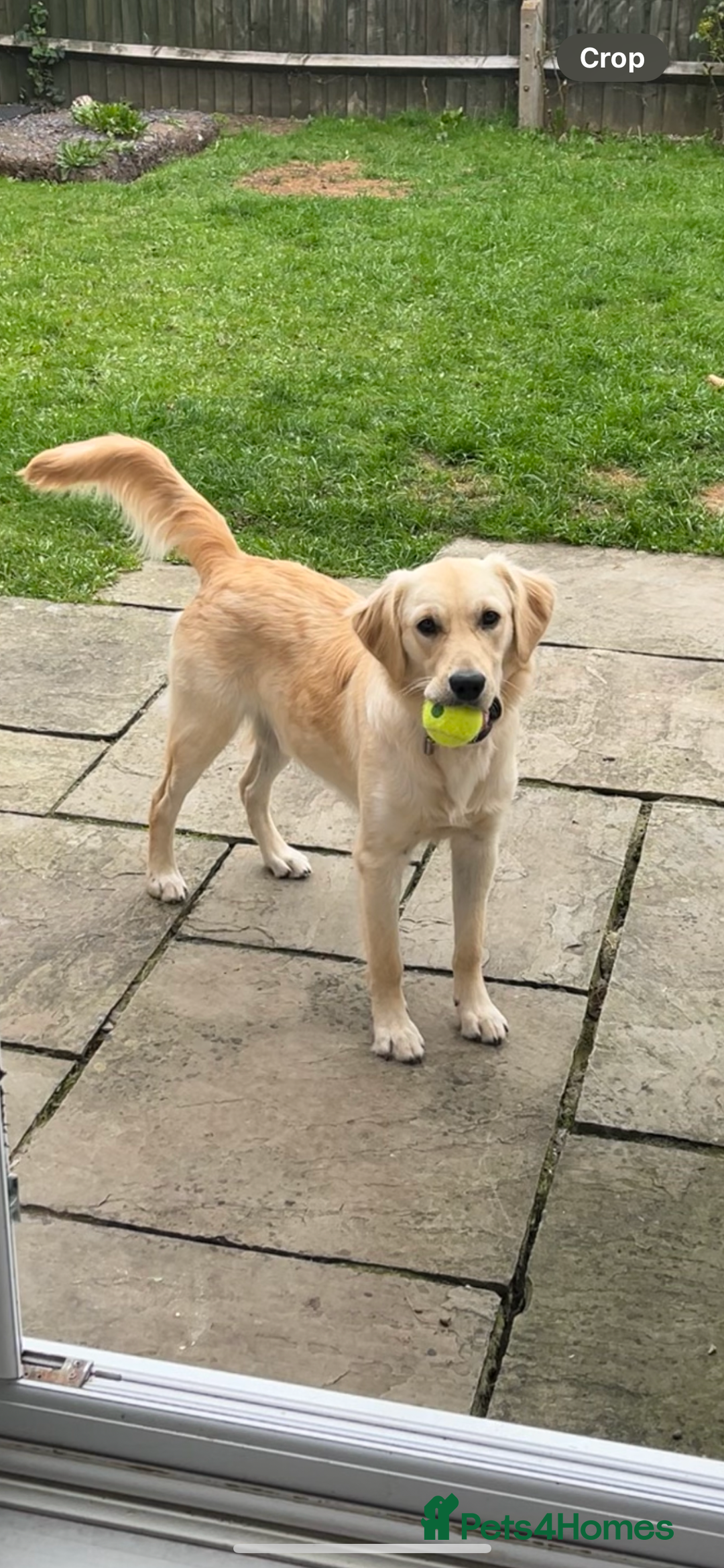 Golden Retriever dogs for sale: 8 month old Puppy looking for a Special Home  - Image 2