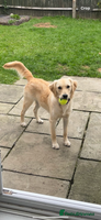 Golden Retriever dogs - Advert 8